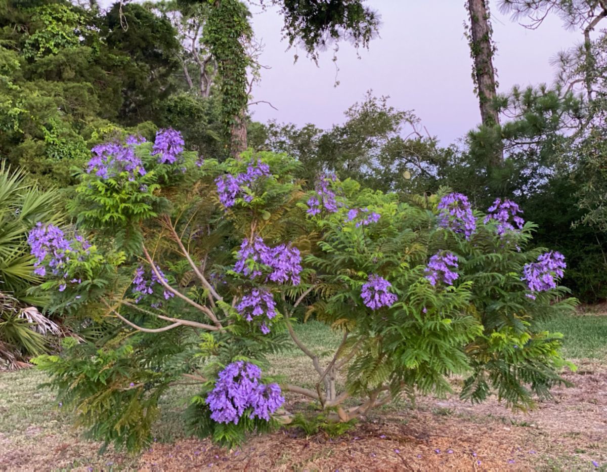 A beautiful blooming Bonsai Blue Jacaranda growing in a backyard.