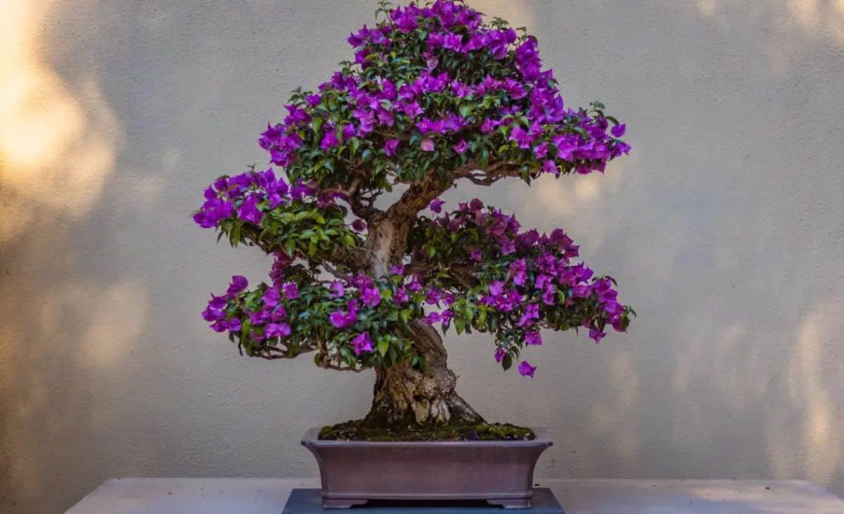 A beautiful blooming Bonsai Blue Jacaranda in a pot.