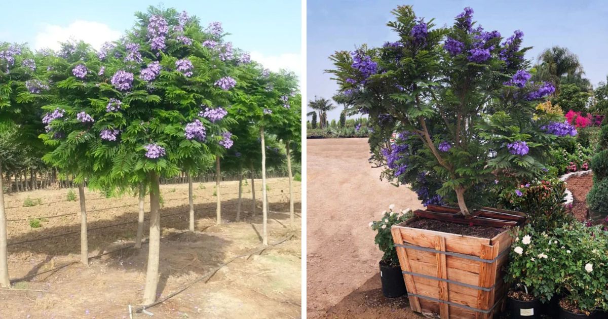Bonsai Blue Jacaranda 'Jacaranda Mimosifolia' Growing Guide