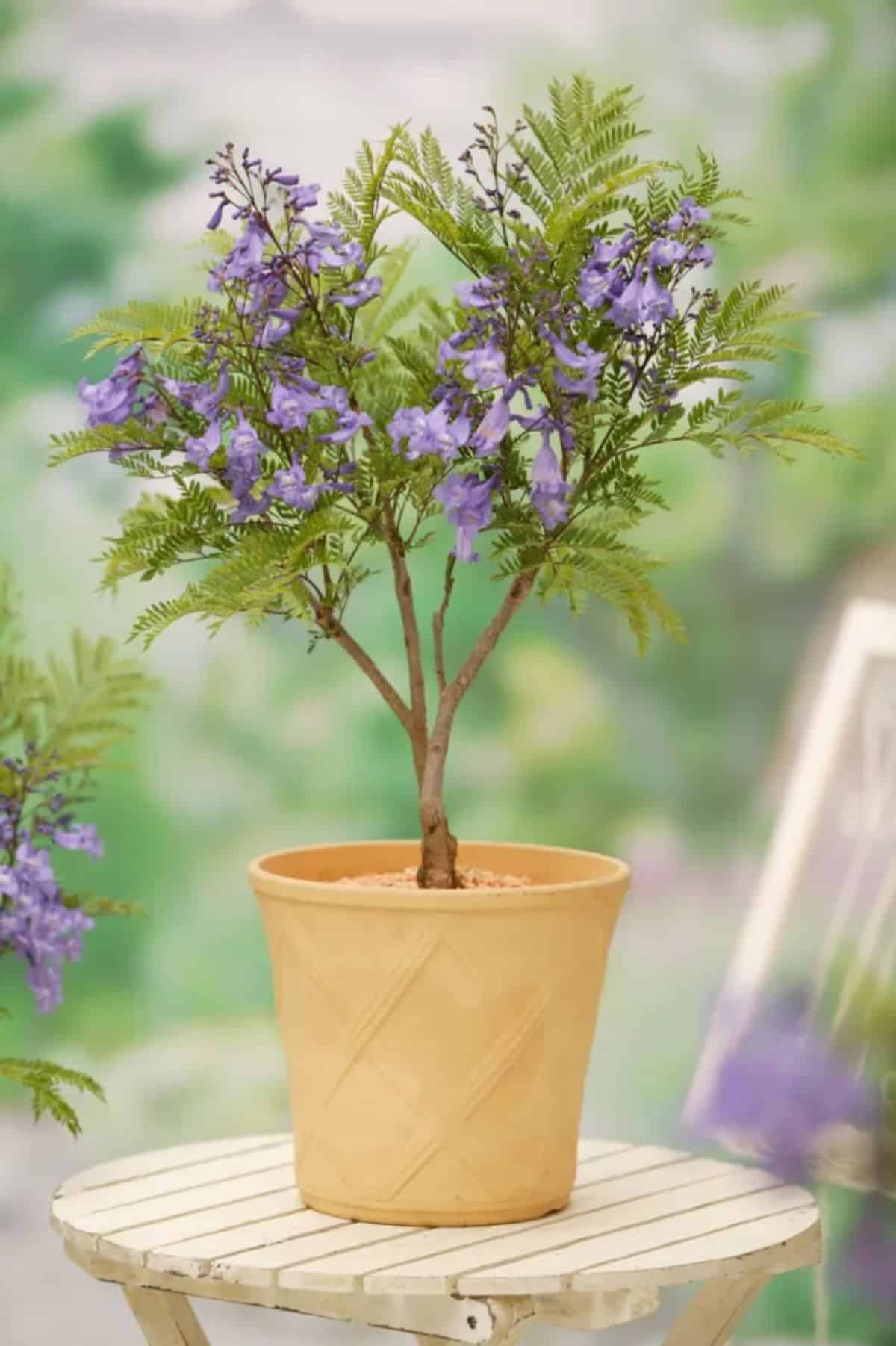 A blooming Bonsai Blue Jacaranda in a pot on a small stool.