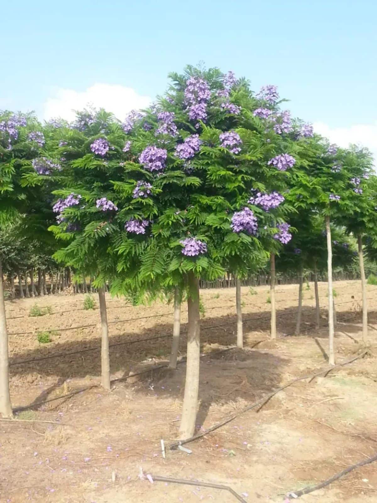 Blooming Bonsai Blue Jacarandas on a field.