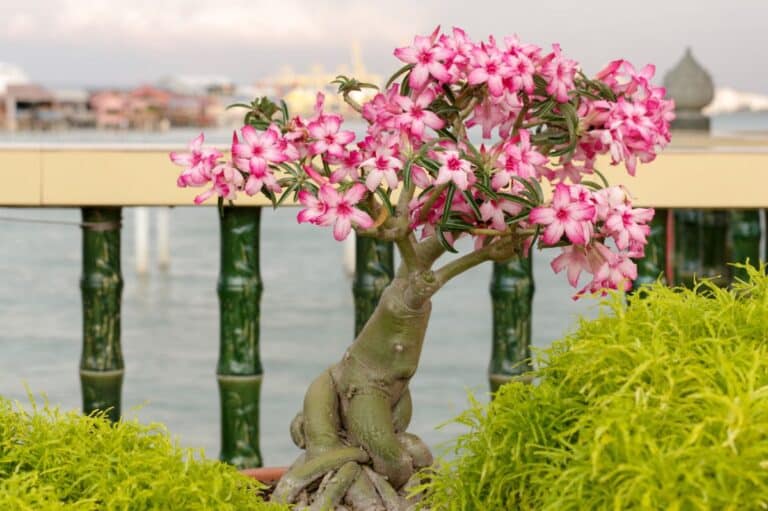How To Grow Bougainvillea Bonsai