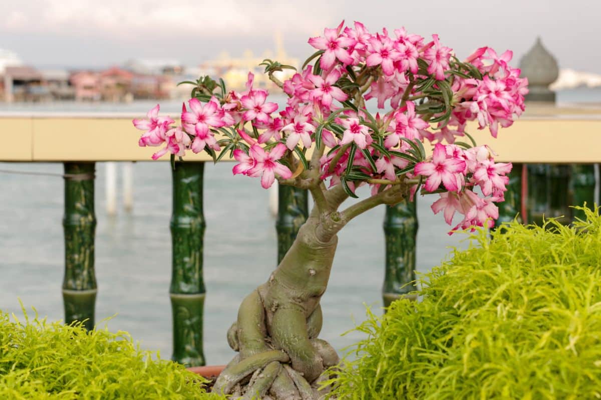 A beautiful Bougainvillea Bonsai with pink flowers.