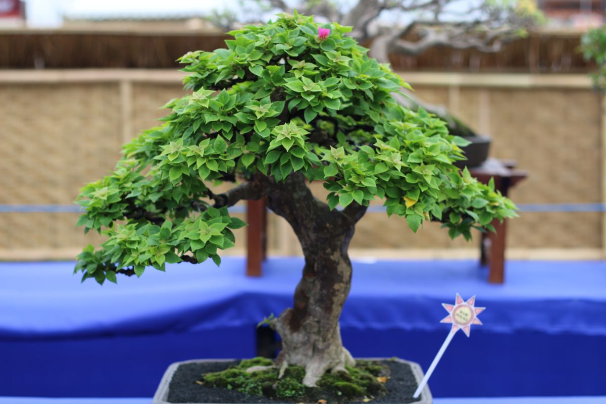 A beautiful Bougainvillea Bonsai in a pot.