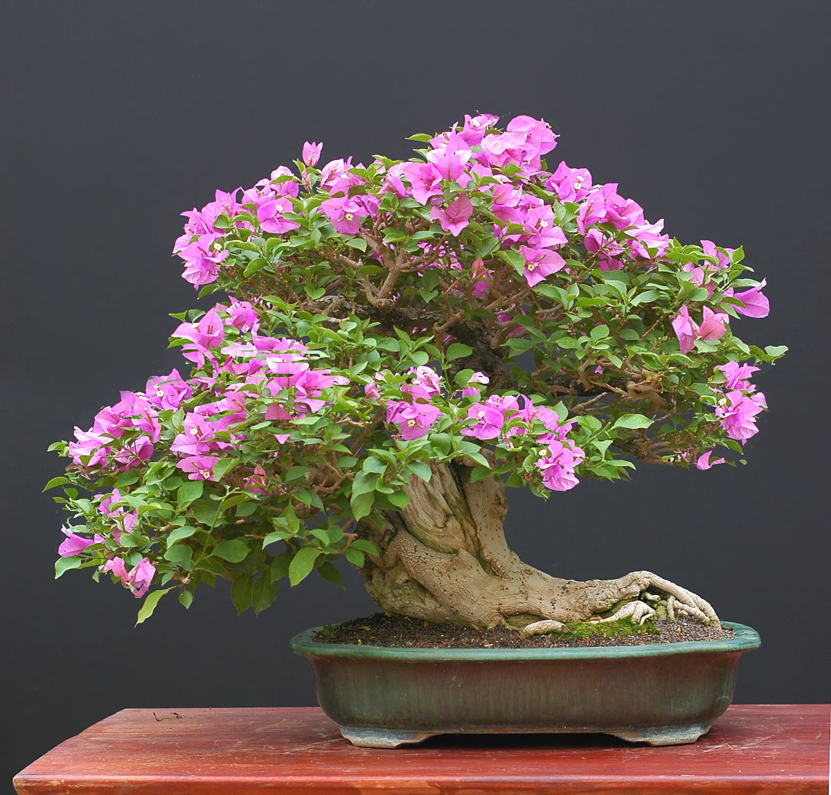 A beautiful Bougainvillea Bonsai in a pot on a table with pink flowers.