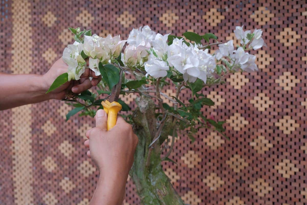 A gardener with sheers pruning Bougainvillea Bonsai.