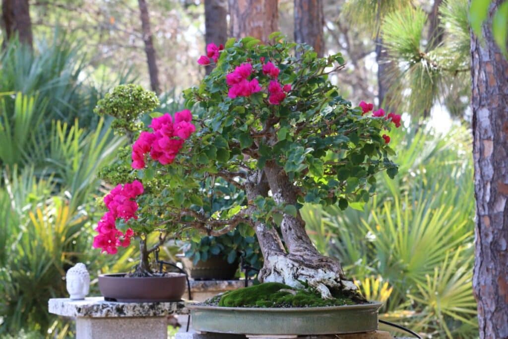 How To Grow Bougainvillea Bonsai