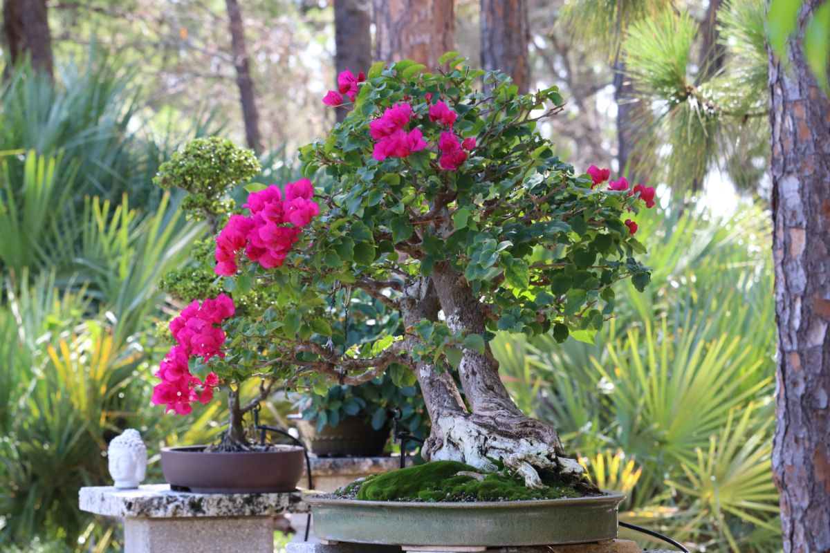 A beautiful Bougainvillea Bonsai with purple flowers.