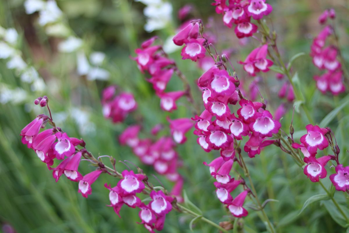 A close-up of purple blooming penstemons.