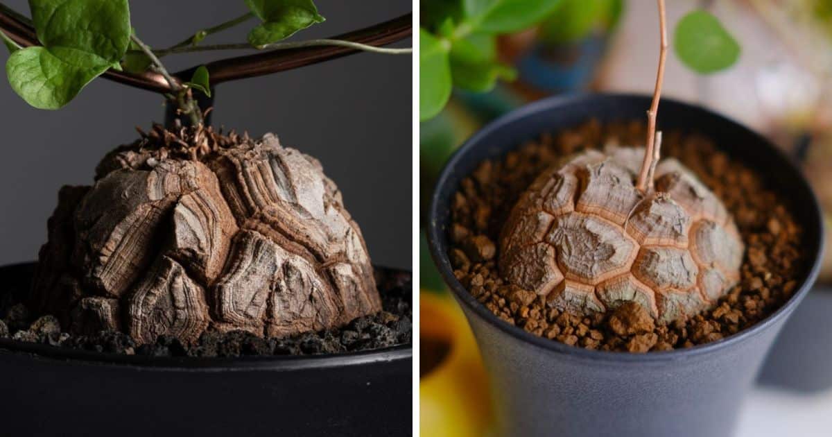Dioscorea Elephantipes Growing Guide (Elephant Foot Plant)