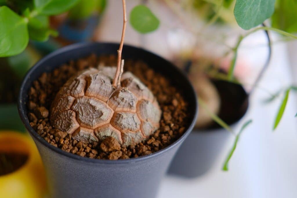 Dioscorea Elephantipes Growing Guide (Elephant Foot Plant)