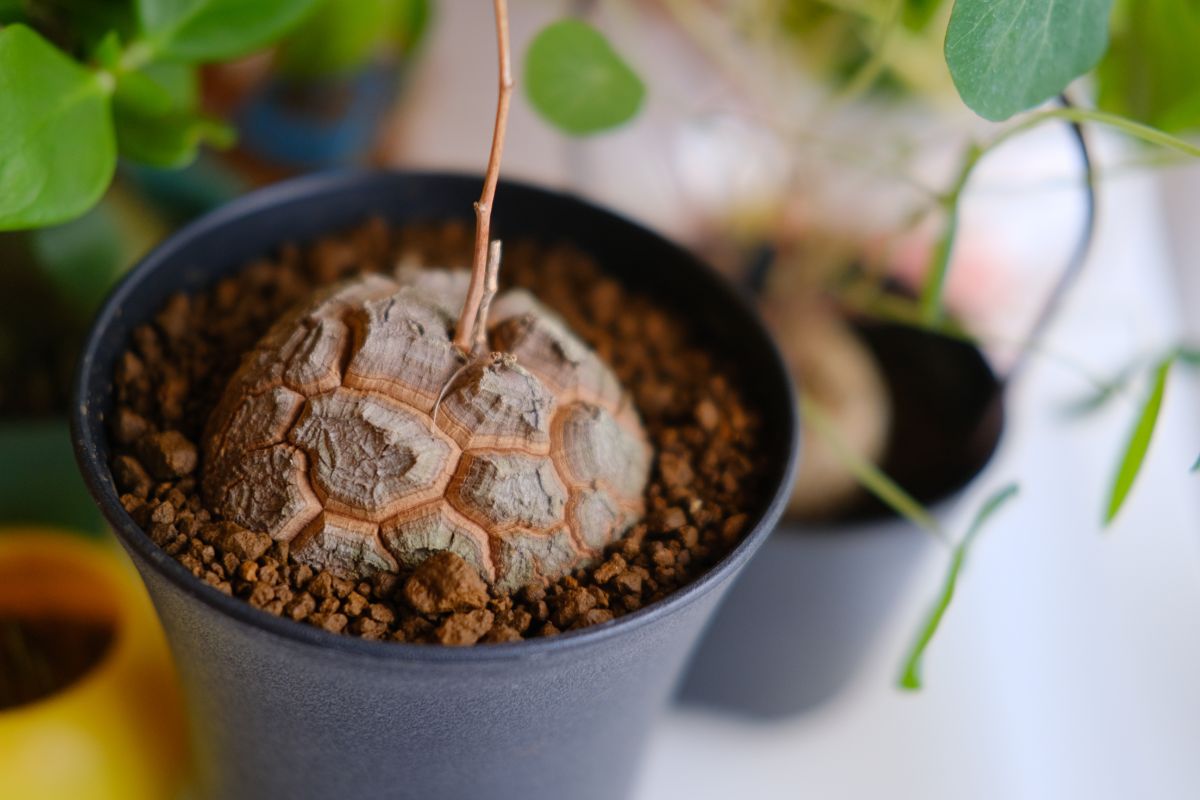 Elephant Foot Plant growing in a black pot.