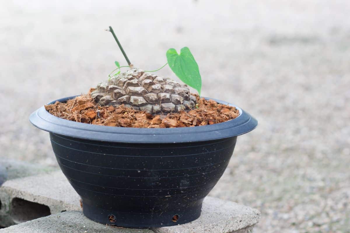 Elephant Foot Plant growing in a black pot.