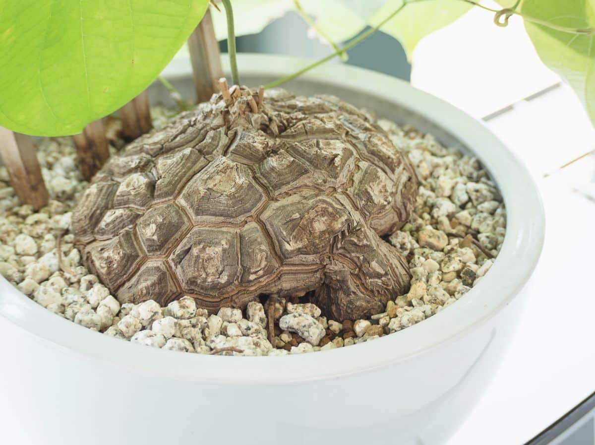 Elephant Foot Plant growing in a white pot.