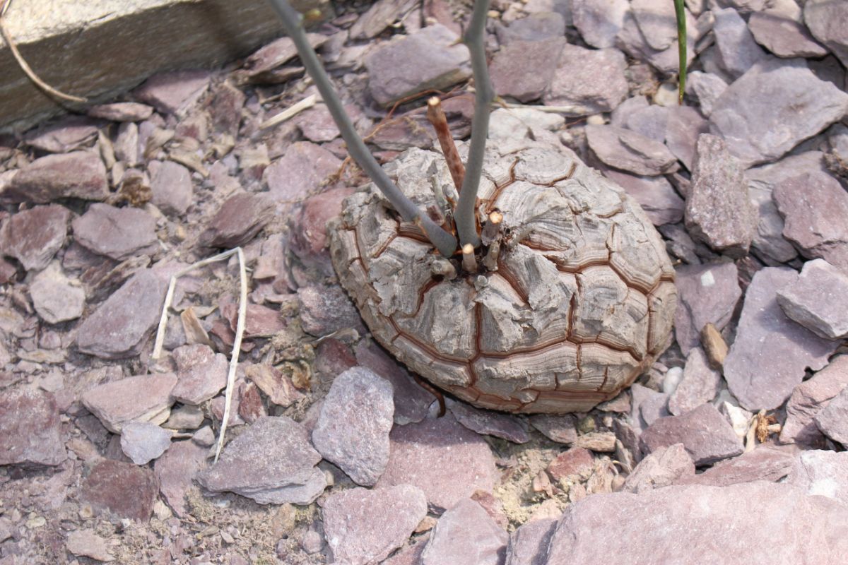 Elephant Foot Plant growing in rocky soil.