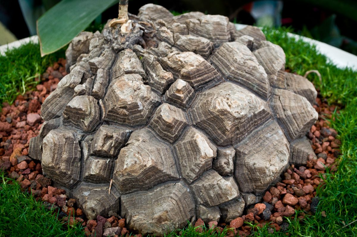 Elephant Foot Plant growing in a white pot.