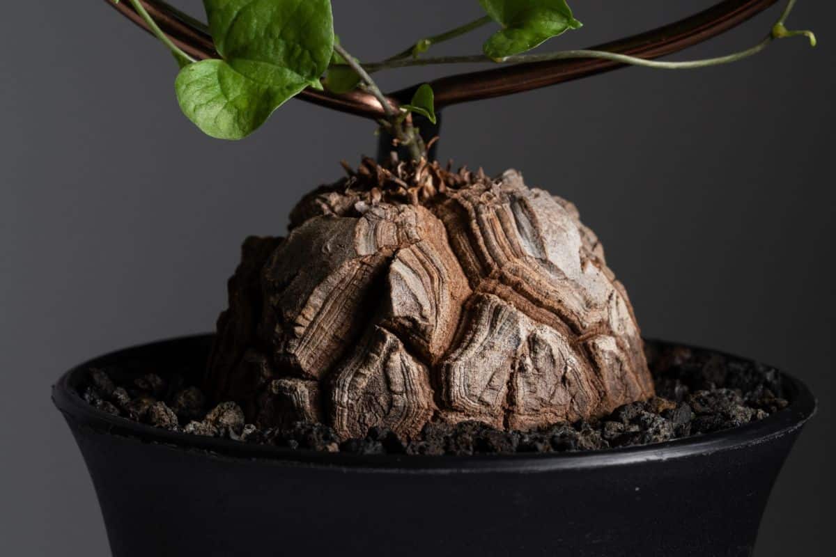 Elephant Foot Plant growing in a black pot.