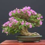 A beautiful bougaunvillea bonsait in a pot with pink flowers.