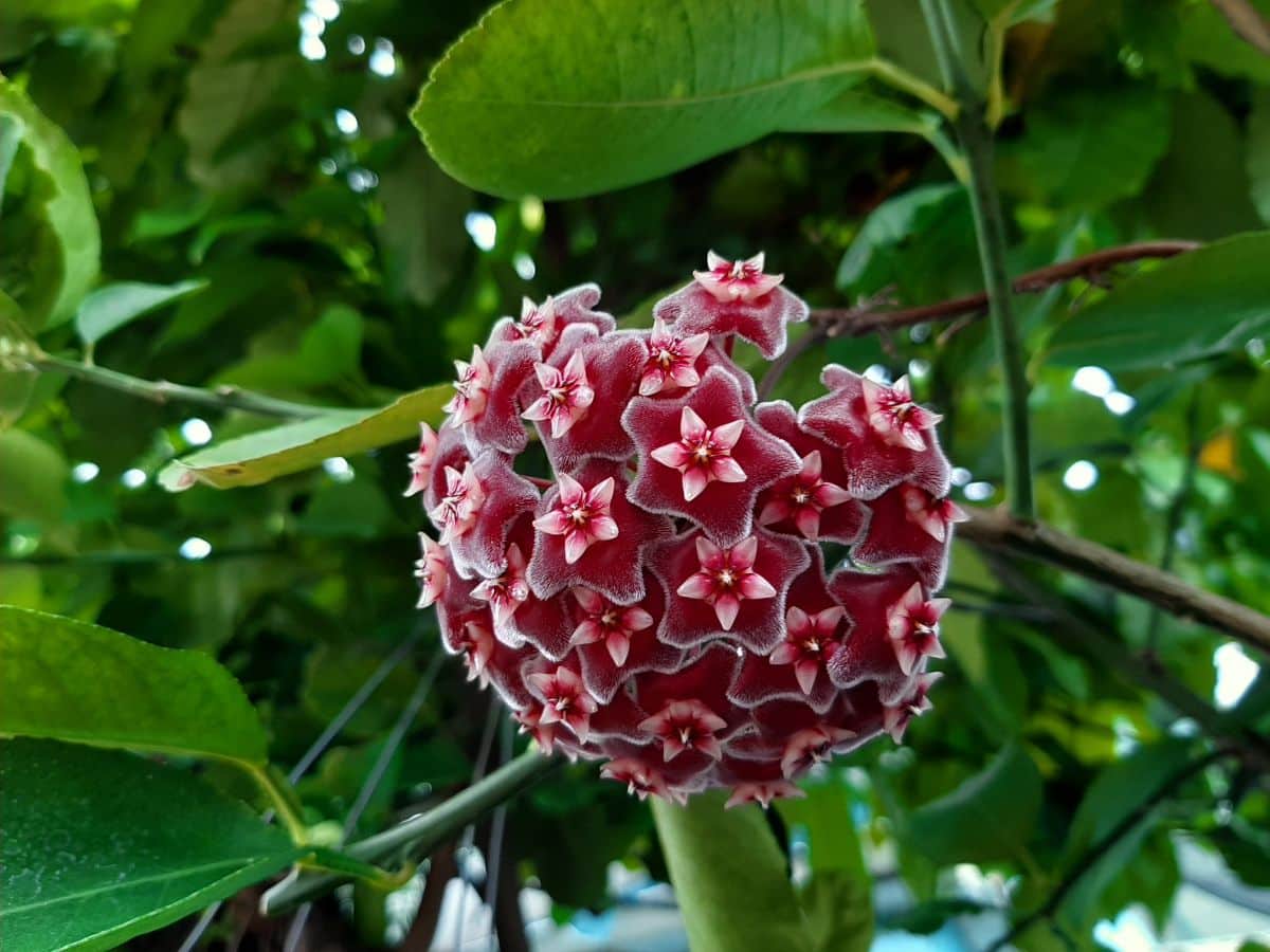 A beautiful red blooming wax plant.