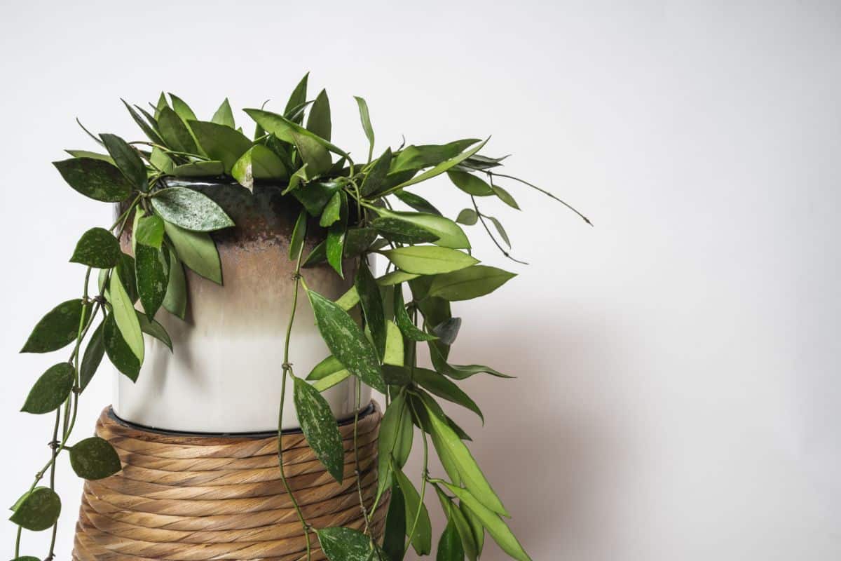 A wax plant growing in a white pot on a basket.