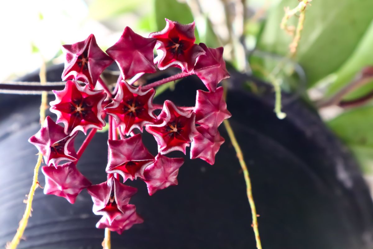 A close-up of a red blooming flower of a wax plant hanging from a pot.