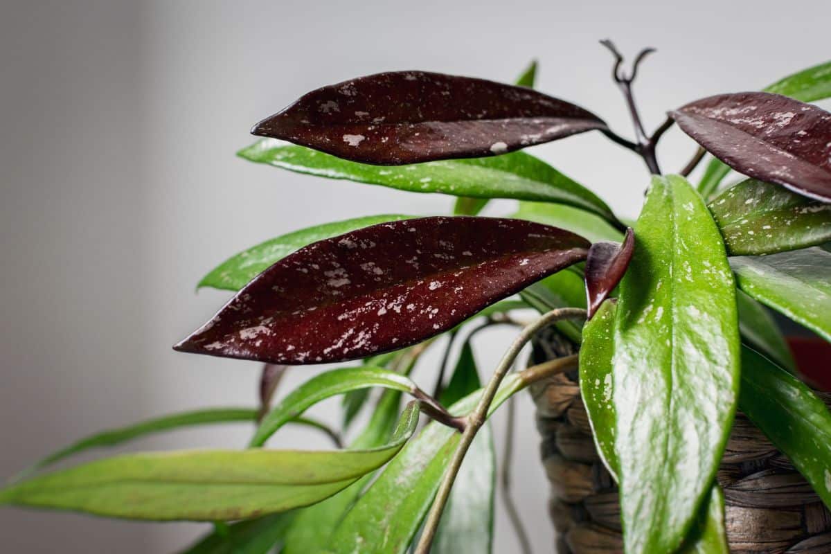 A close-up of leaves of a wax plant.