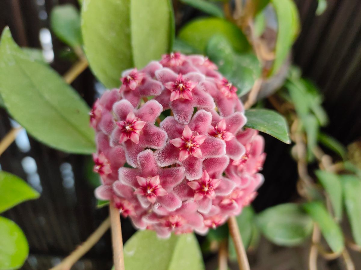 A close-up of a pink blooming wax plant.