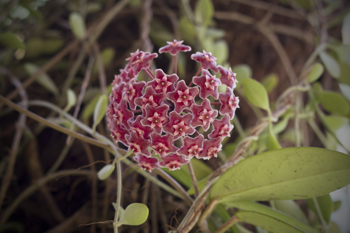 A beautiful red blooming wax plant.