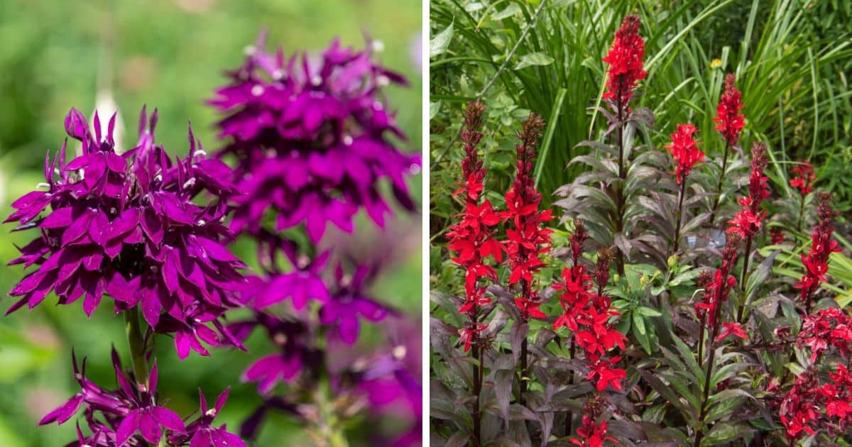 Lobelia Cardinalis Aquarium Plant Care Guide