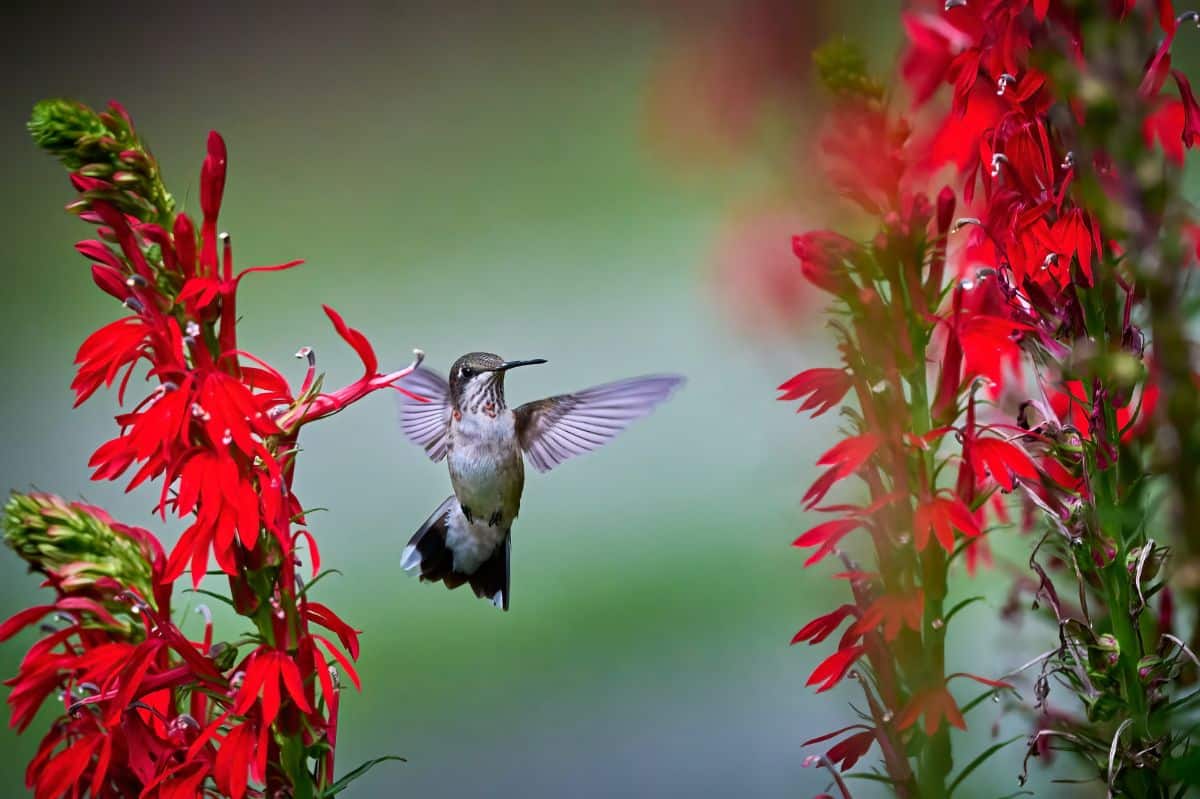 A hummingbird flying near a red-blooming Lobelia Cardinalis.