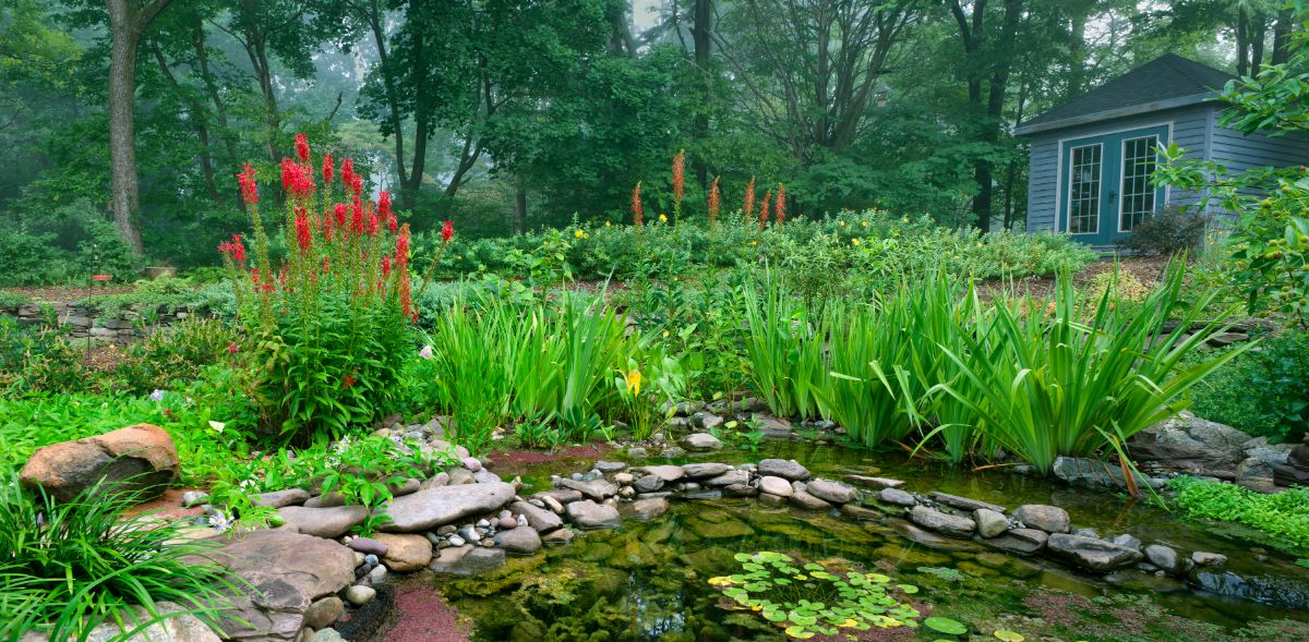 Red blooming Lobelia Cardinalis growing near a pond in a backyard garden.