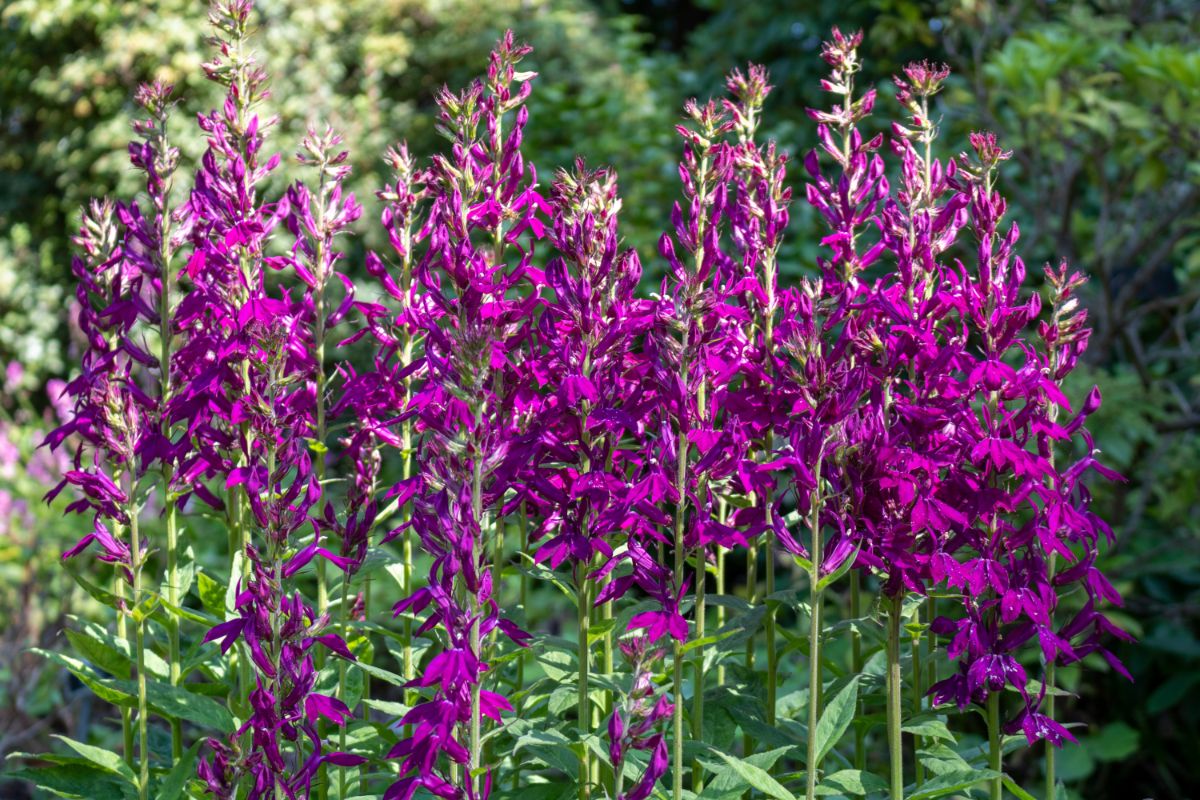 A beautiful purple blooming Lobelia Cardinalis on a sunny day.