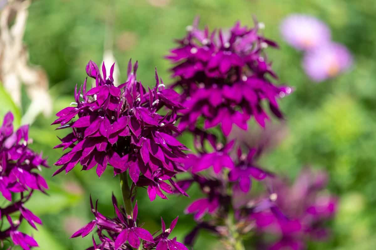 A close-up of a purple blooming Lobelia Cardinalis on a sunny day.