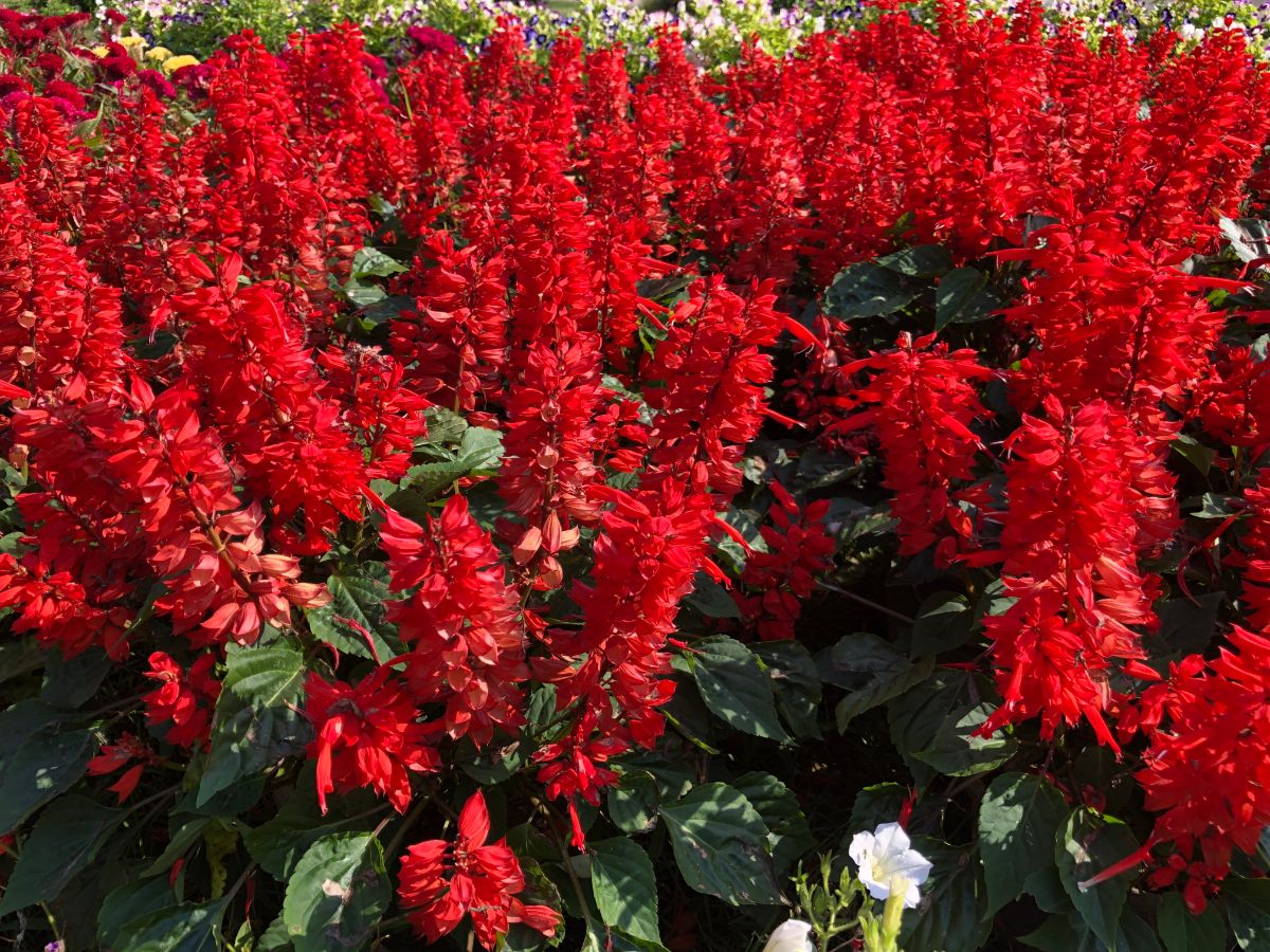 A bunch of red-blooming Lobelia Cardinalis on a sunny day.
