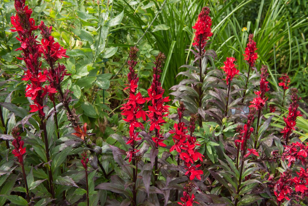 A close-up of a red blooming Lobelia Cardinalis.