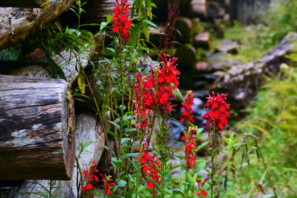 A red blooming Lobelia Cardinalis growing next to a pile of wooden log.