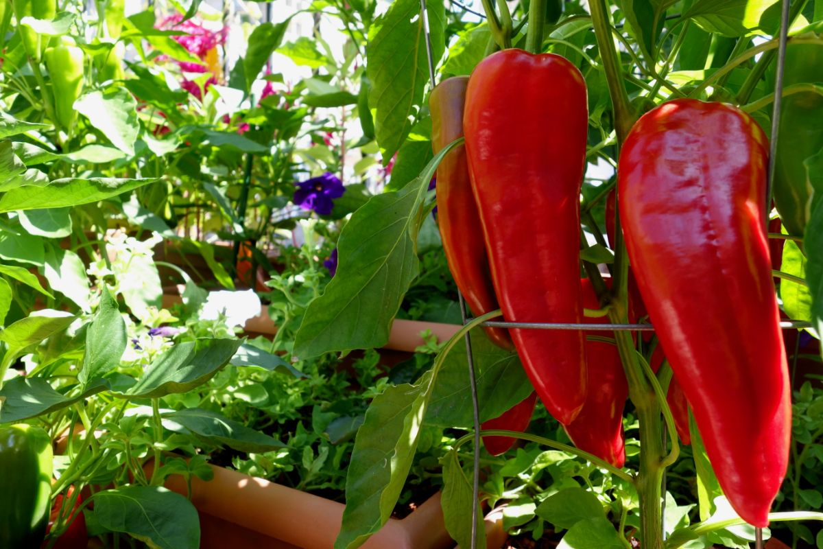 Ripe Marconi Red Peppers hanging on a plant.