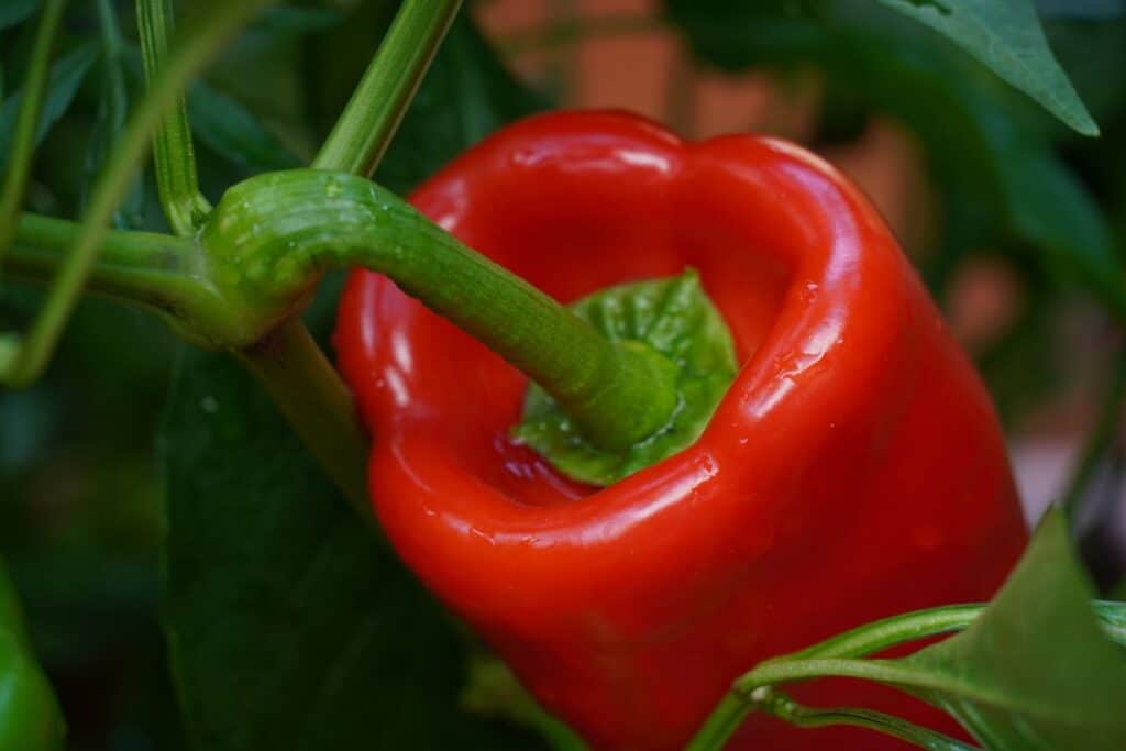 Marconi Red Pepper Growing Guide