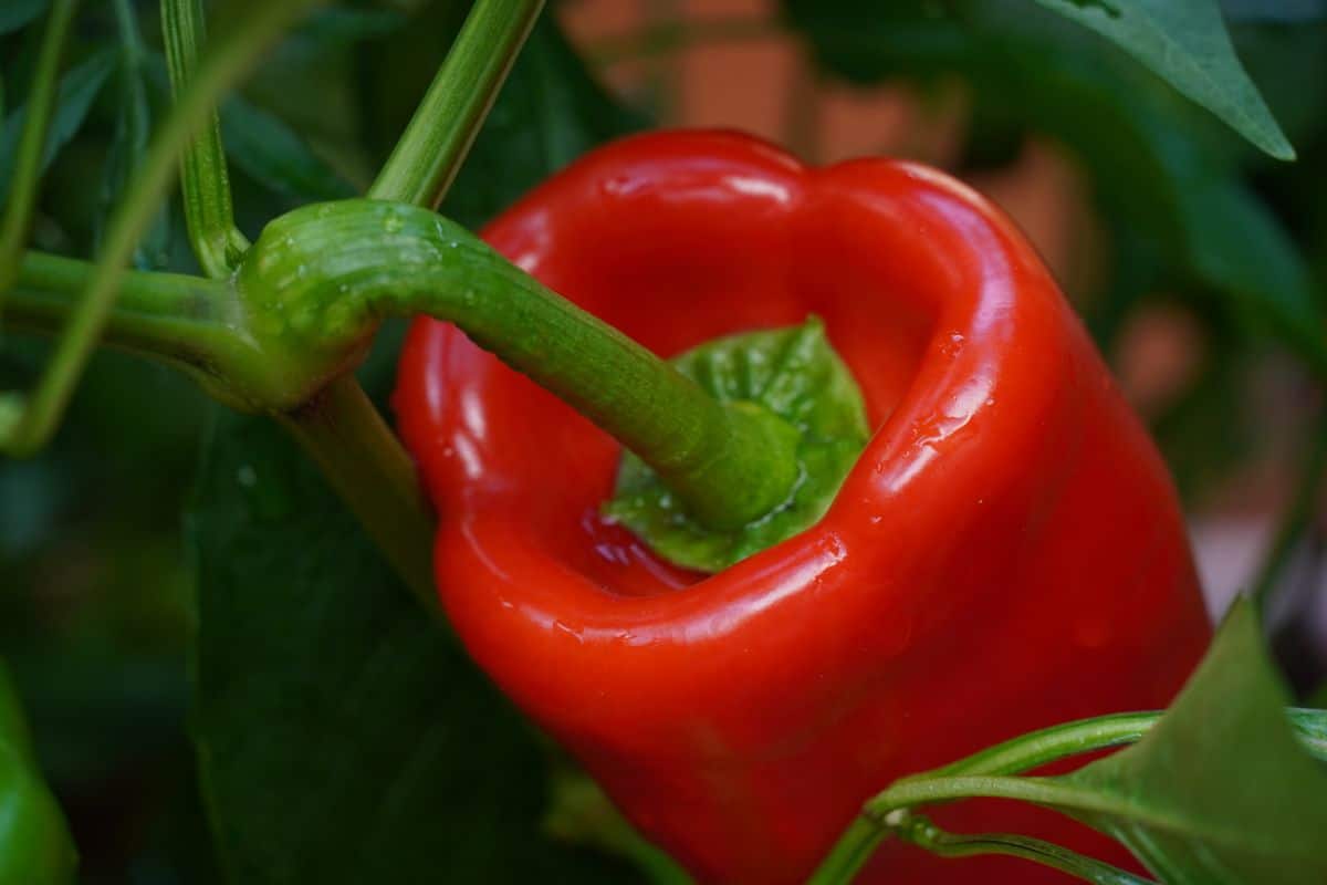 A close-up of a ripe Marconi Red Pepper.
