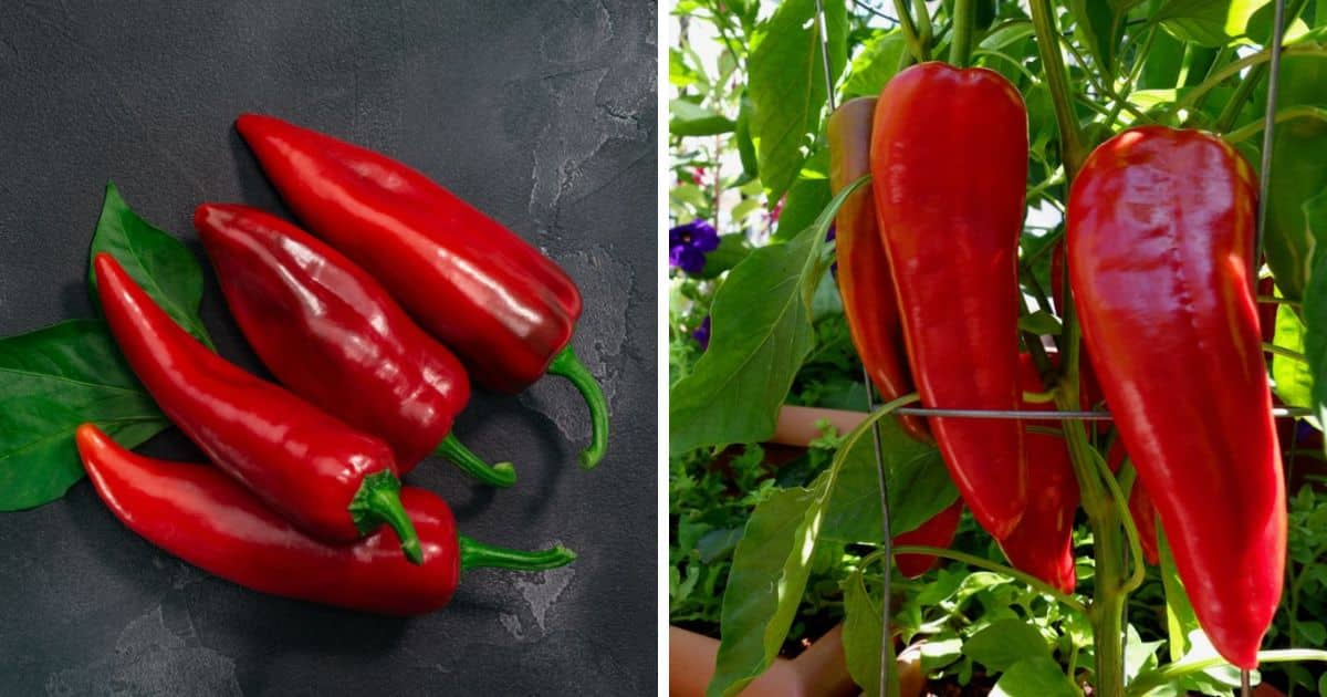 Marconi Red Pepper Growing Guide
