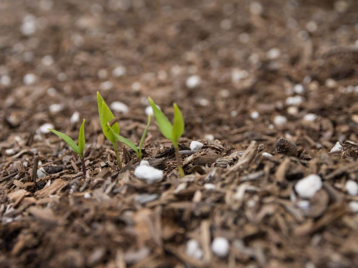 A close-up of Marconi Red Pepper seedling in soil.