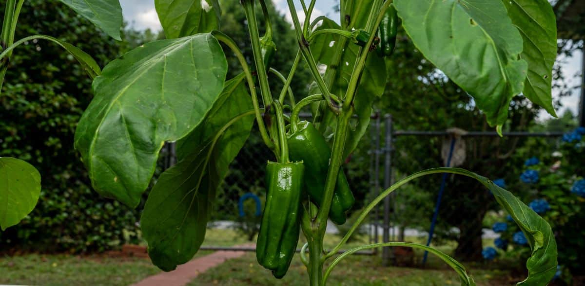 Unripe Marconi Red Peppers hanging on a plant.