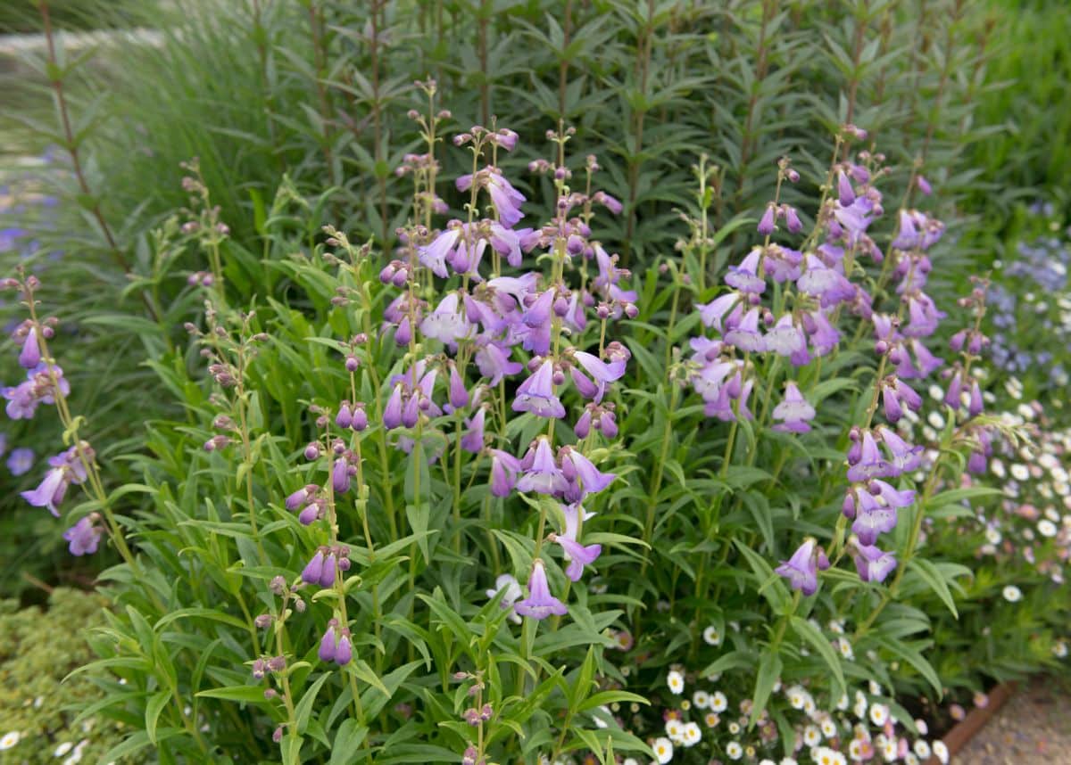 White-purple blooming penstemons growing in a garden.