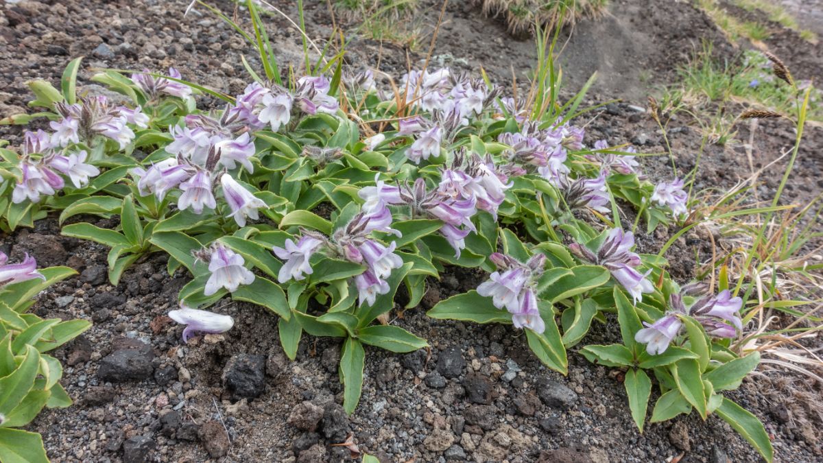 White-purple blooming penstemon growing in soil.