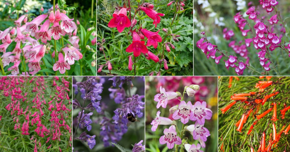 Penstemon Varieties And Growing Guide