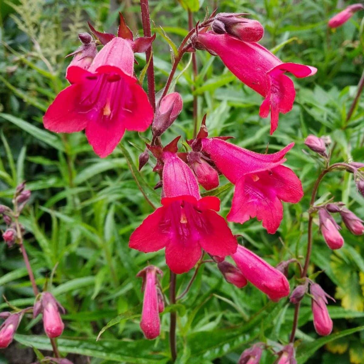 Penstemon Varieties And Growing Guide