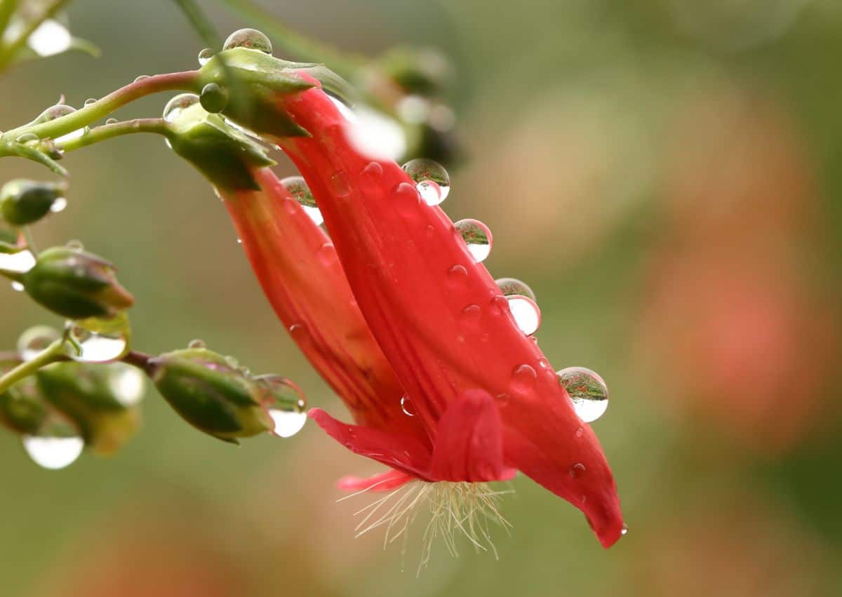 A close-up of a red blooming penstemon flower with raindrops.