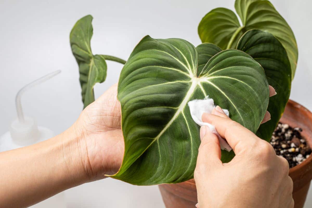 A gardener cleaning up a Philodendron Gloriosum in a pot.