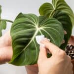 Hand cleaning a philodendron gloriosum leaf with a wipe.