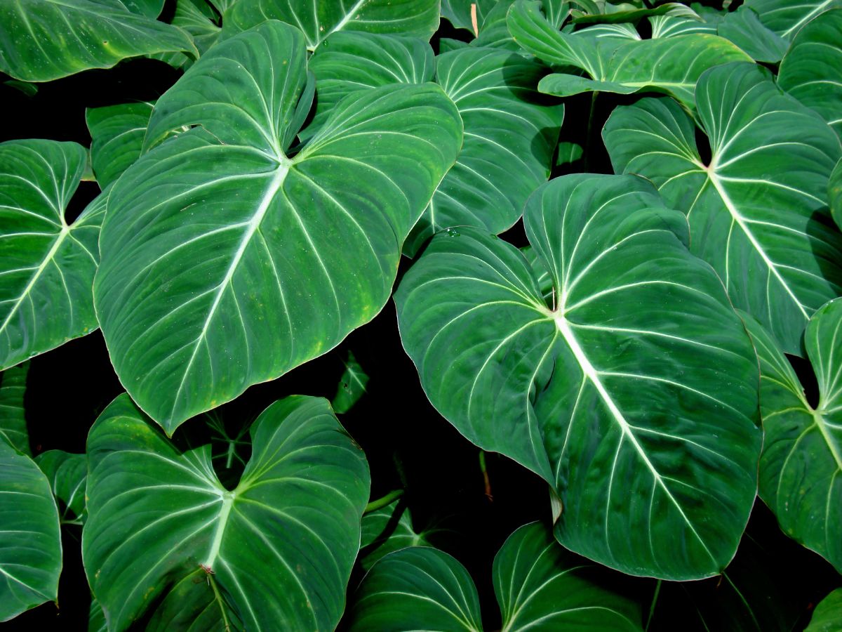Green leaves of Philodendron Gloriosum